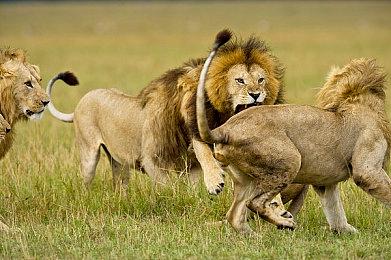 《史力奇：姆明谷的旋律》试玩推出 截止至10＆16