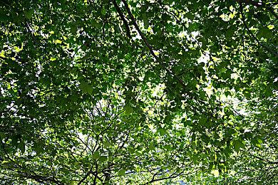 战旗游戏《战争交响曲：尼菲林传奇》公布首个DLC 2023年发售